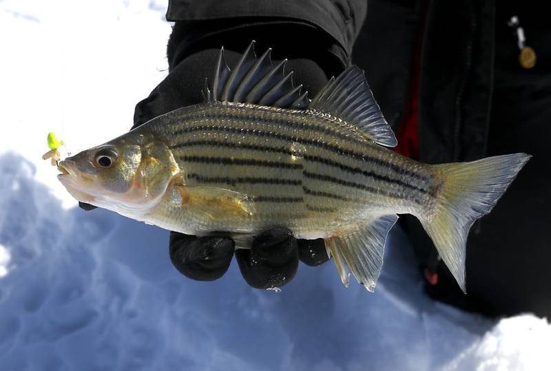 A yellow bass caught by Trevor Janes, who owns Wet N Wild Outfitters, while ice fishing Friday, Feb 3. 2023, on Petite Lake near Fox Lake.