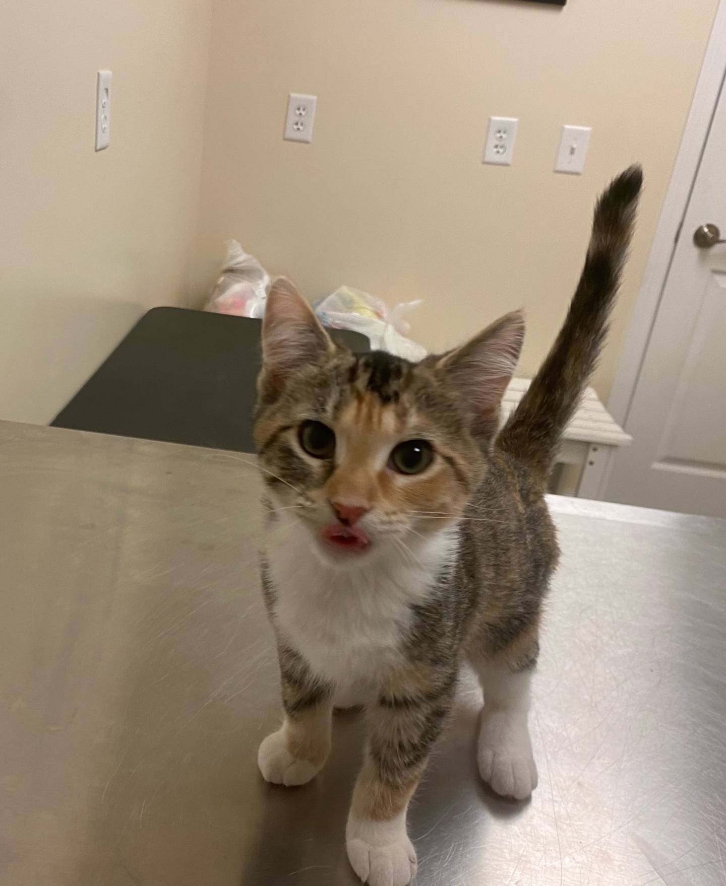 Tinkerbell is a 3-month-old domestic shorthair. She is very curious and affectionate. Tinkerbell is affectionate and very loving. She would do well in home with other animals and children. For more information on Tinkerbell, visit justanimals.org or call 815-448-2510