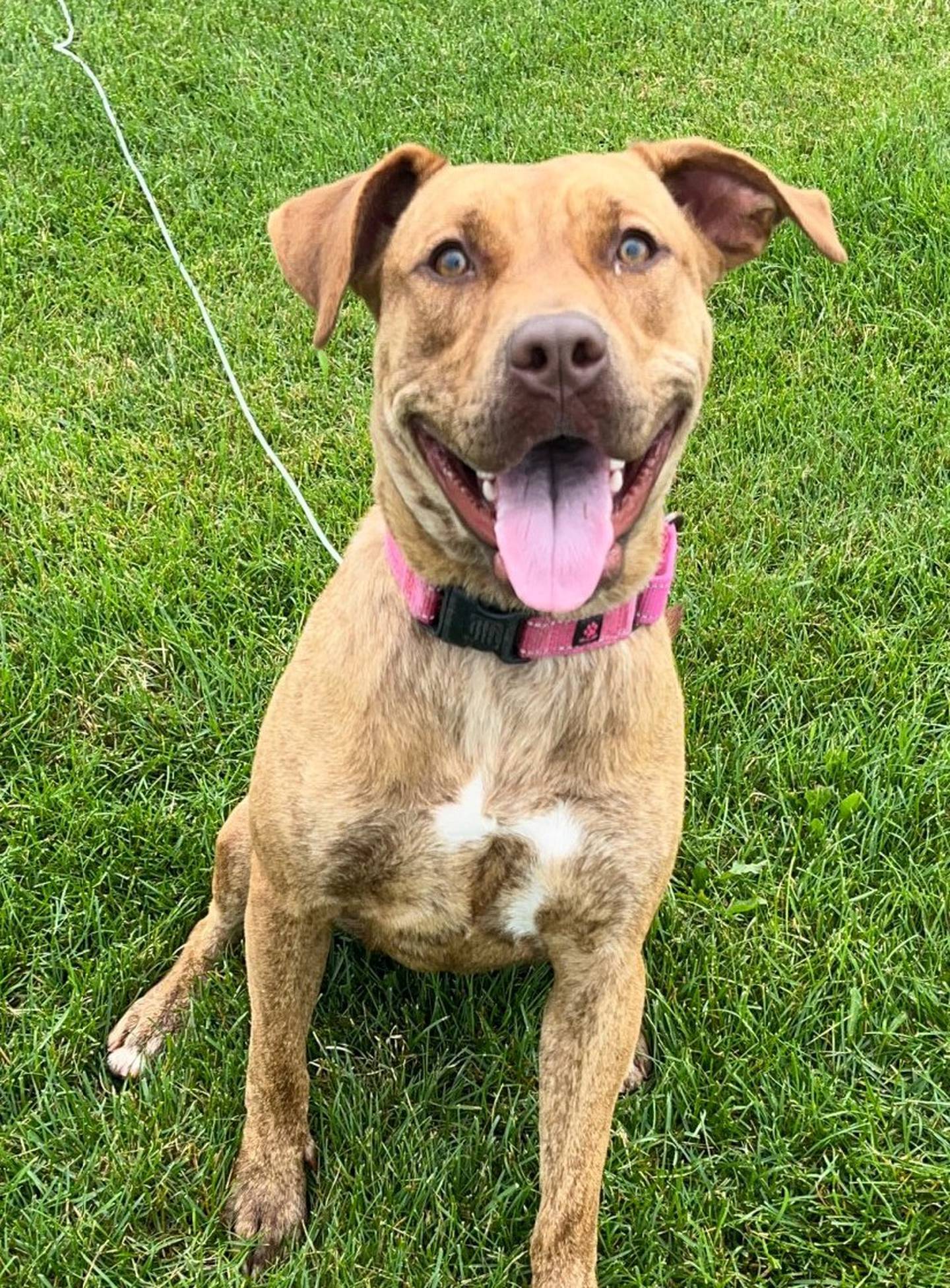 Roxy is a bouncy, 1-year-old pittie. Roxy loves other dogs and kids.  Roxy loves toys and she will try to hide her wiggles while waiting for them to be tossed in the air. She will bring laughter and joy to a family. To meet Roxy, call Joliet Township Animal Control at 815-725-0333.