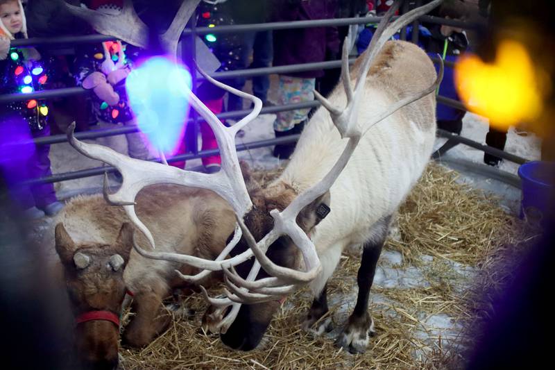 Reindeer are on hand during A Very Merry Huntley on Saturday, Dec. 6, 2025 in Huntley.