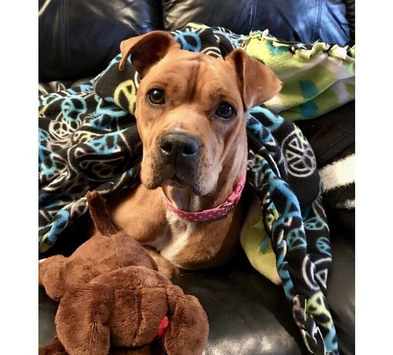 Bianca, a 5-year-old boxer mix, is currently one of the dogs at Hopeful Tails Animal Rescue that needs a loving home. "Comedy for the Critters", which will be held at Saturday, Feb. 26, 2022, at the Harry E. Anderson VFW Post 9545, will benefit several animal rescues, including Hopeful Tails.