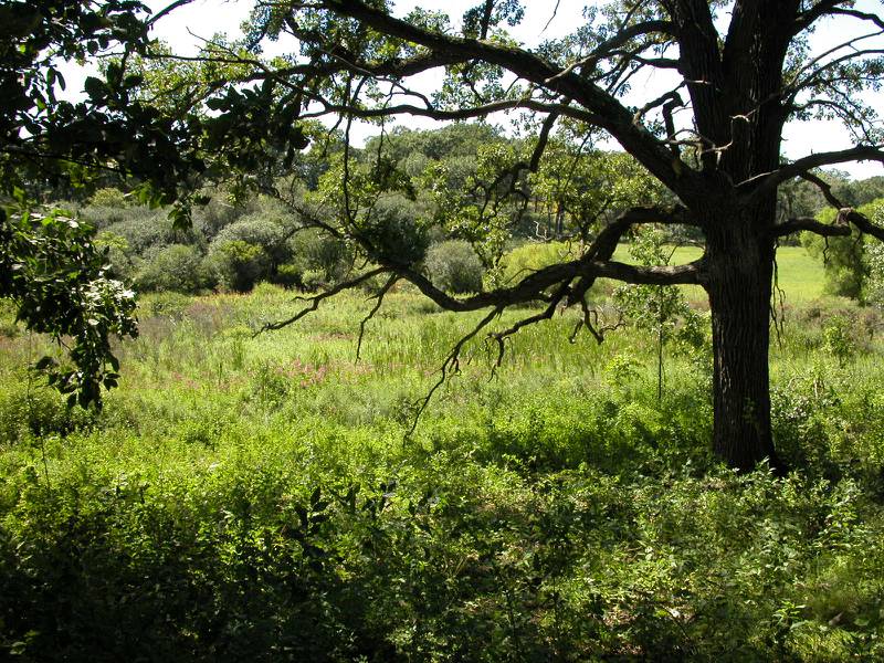 Among the property owned by the McHenry County Conservation District is in the Dutch Creek headwaters region in McHenry Township.