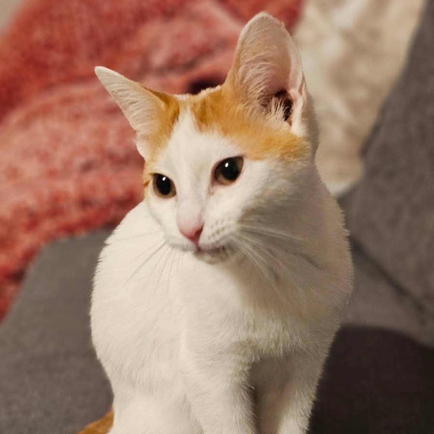 Funnel Cake is sweet, fluffy and playful. He’s always ready to explore, chase toys, and bring nonstop fun, but he loves a good snuggle, too. He does well with cats, dogs, and kids. To meet Funnel Cake, visit thekittysquad.com/adoptables.