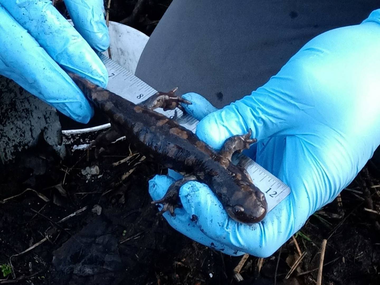 After being counted, measured and sexed, tiger salamanders in the St. Charles Park District monitoring program are released in their breeding pond. The presence of a healthy population of salamanders is an indicator of a healthy habitat.