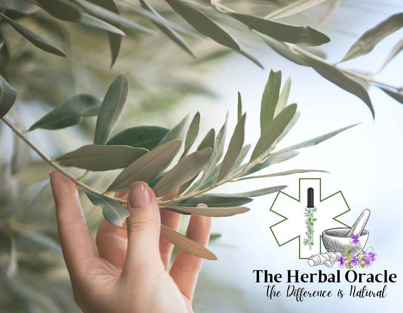 Herbal Oracle - Discovering Galangal Root: A Hidden Gem in Home Cooking and Health