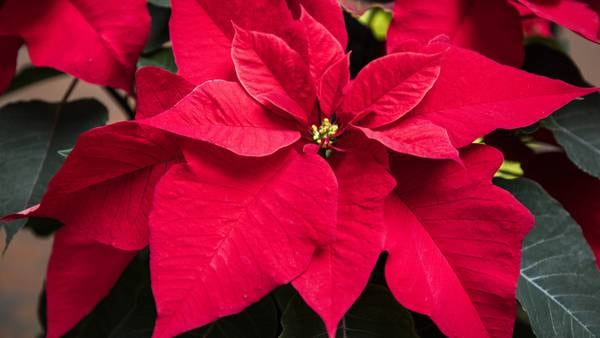 Historic Highlights: Poinsett’s legacy lives on in Christmas flower