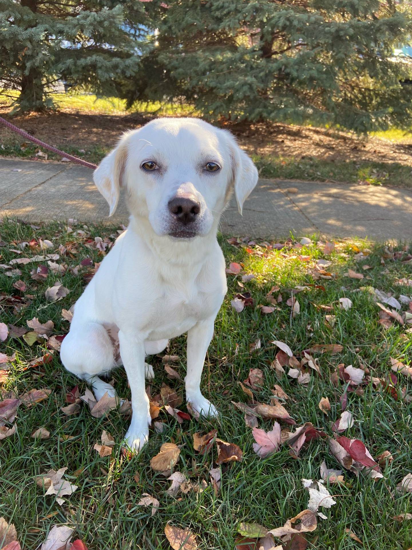 Pumpkin is a 1-year-old beagle mix that’s laid-back, gentle, and likes lots of attention. She enjoys walks, cuddles and being a couch buddy. She should be the only pet in the home. To meet Pumpkin, email Dogadoption@nawsus.org. Visit naws.org.