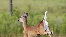 Lee, Ogle, Carroll counties to host IDNR chronic wasting disease meetings 