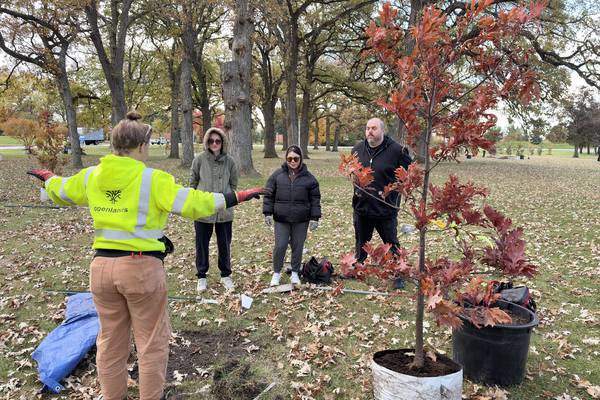 Advocate Health plants 75 trees at Advocate Good Shepherd Hospital