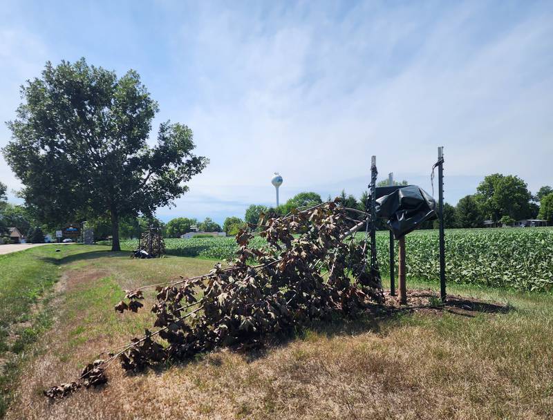 The Putnam County Sheriff’s Office and the Village of Hennepin are investigating the destruction of trees along High Street that were planted in 2022.