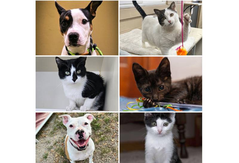 The Herald-News presents this week’s Pets of the Week. Read the description of each pet to learn about it, including where it can be adopted in Will County.