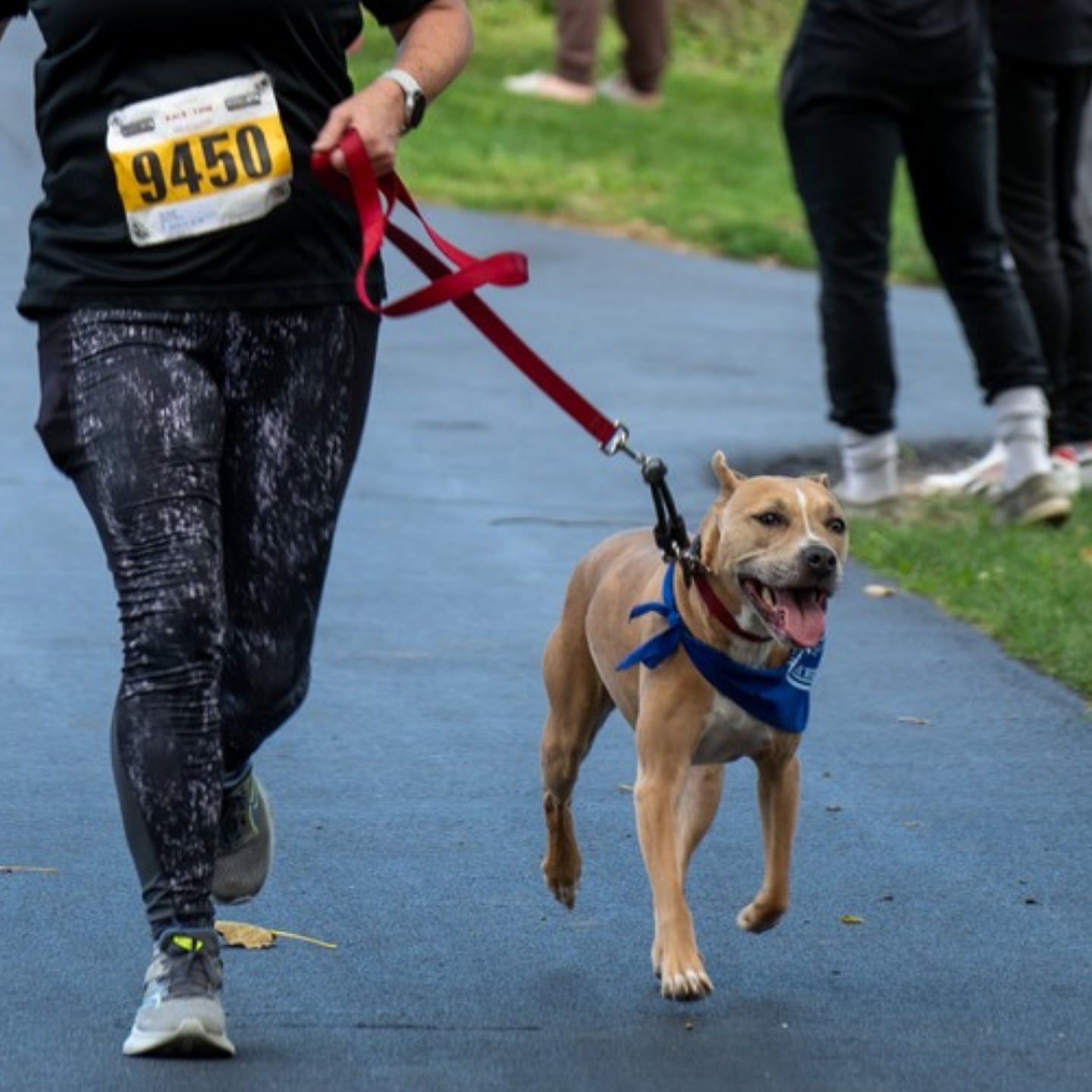 Tails Humane Society will hold its annual Mutt Strut 5K Walk and Run fundraiser at 9 a.m. Oct. 4 in DeKalb's Hopkins Park