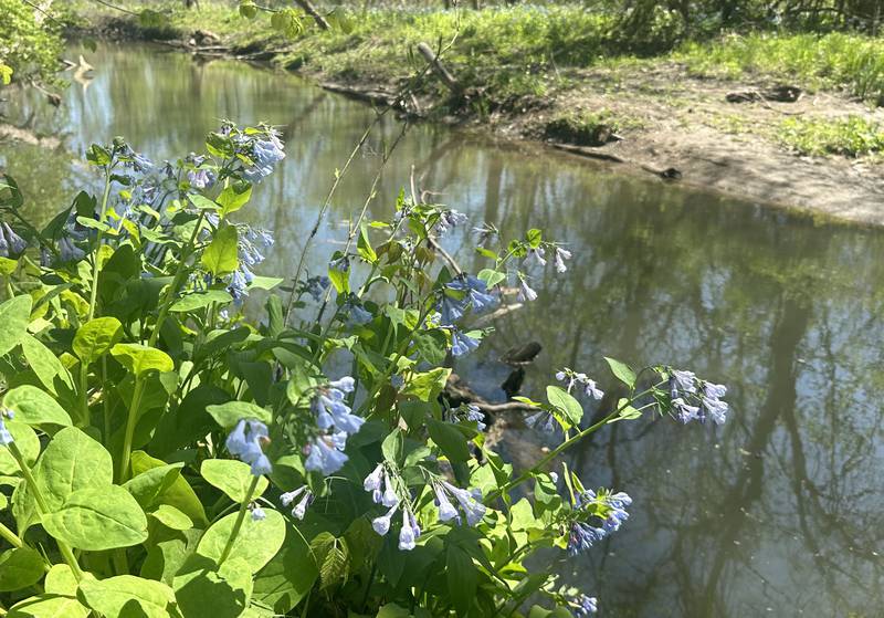 Virginia bluebells bloom next to a creek near Illinois Canyon on Friday, April 19, 2024 at Starved Rock State Park.