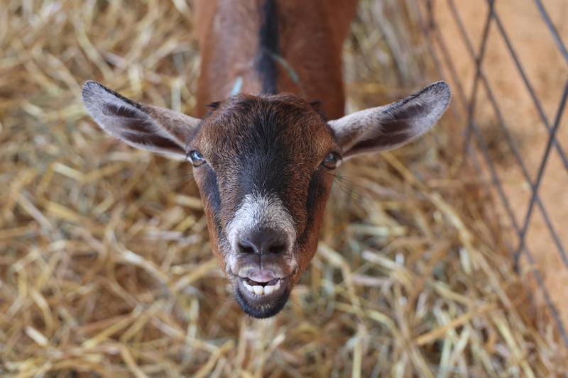 A baby goat smiles for the camera at Will County Fair’s Baby Farm Animals tent on Sunday, August 25, 2024 in Peotone.