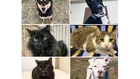 Pets of the Week: March 18, 2024
