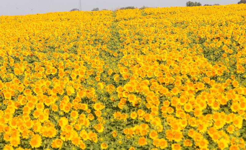 A view of a sunflower field on Wednesday, Sept. 10, 2025 near the intersection of 3000 East Street and Interstate 80 about a mile north of Seatonville in Bureau County.