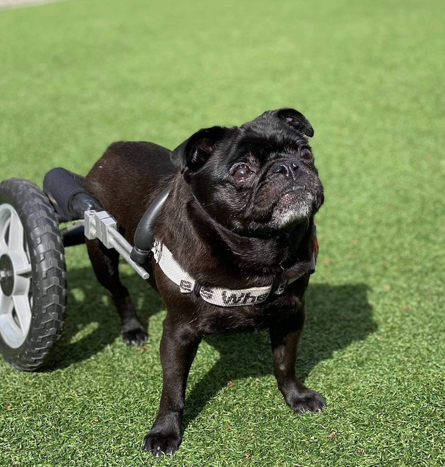 The late Bruce Wayne, a pug whose paralysis and various health problems led to the founding of Pug & Hound Apothecary in Geneva. Bruce passed in April at age 14, but he lives on through the business, which focuses on holistic care and natural, unprocessed food for pets.