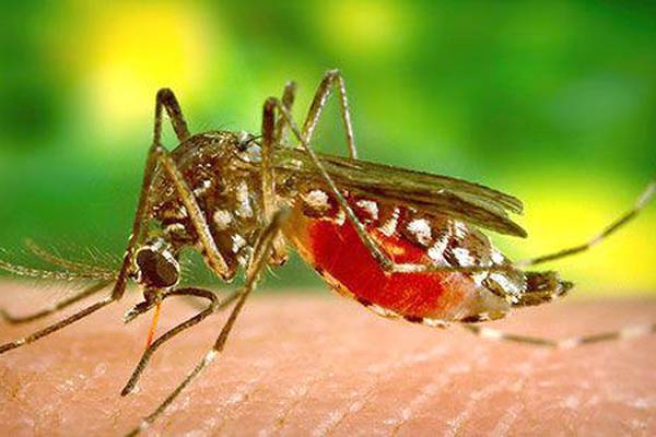 Mosquitoes test positive for West Nile virus in Lake County