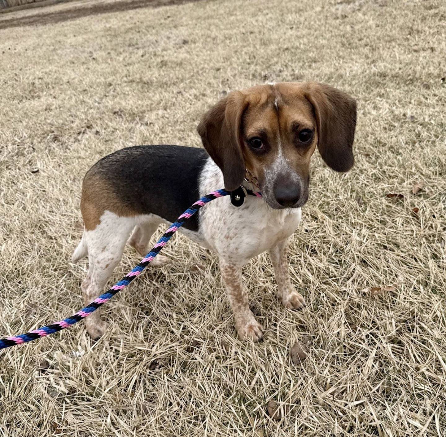 Winifred (aka Winnie) is a 3-year-old, 20-pound, energetic and playful beagle. She’s nervous meeting new people, but she shows her wild side once she’s comfortable; she loves to zoom around. Winnie is dog-friendly but can play roughly, so she needs guidance. Winnie also needs extra help with potty training, due to her past hoarding living situation. Winnie needs a patient adopter with prior beagle experience and a fenced yard. She also needs time to decompress and adjust to a new way of life. Winnie should do well with any respectful teens in the home. To meet Winnie, email the Will County Humane Society at willcountyhumane.com and follow the instructions for the adoption process.