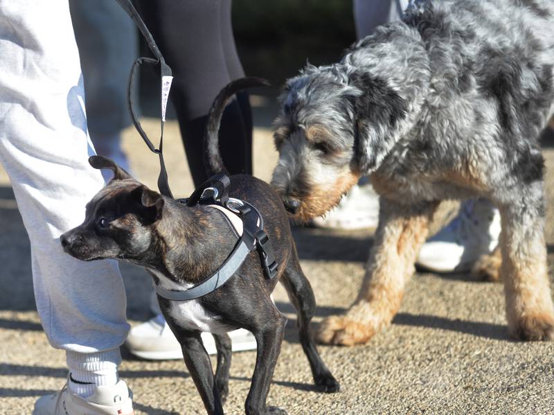 A dog checks out another dog at the Polo High School's Doggy Dash on Saturday, Sept. 6, 2025.  The event raised money for a local animal shelter.