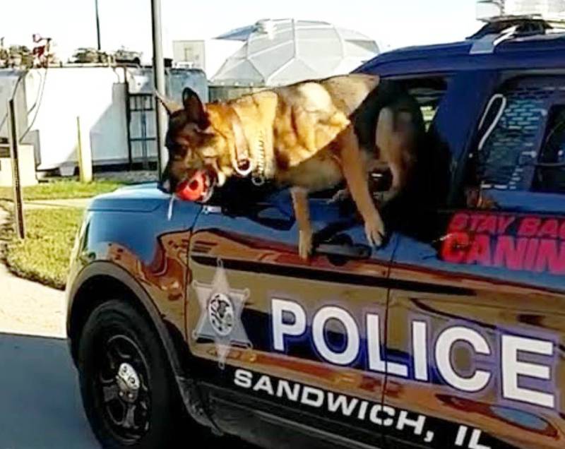 Sandwich Police Department K-9 Diesel (photo provided)
.