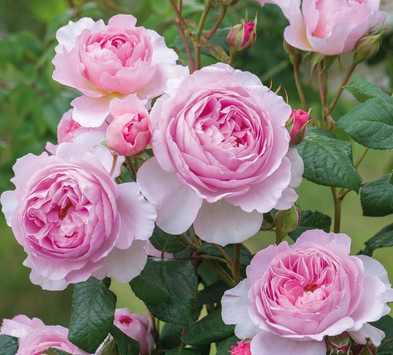 Countryside Flower Shop - Celebrate National Rose Month this June by Creating Your Own Rose Garden