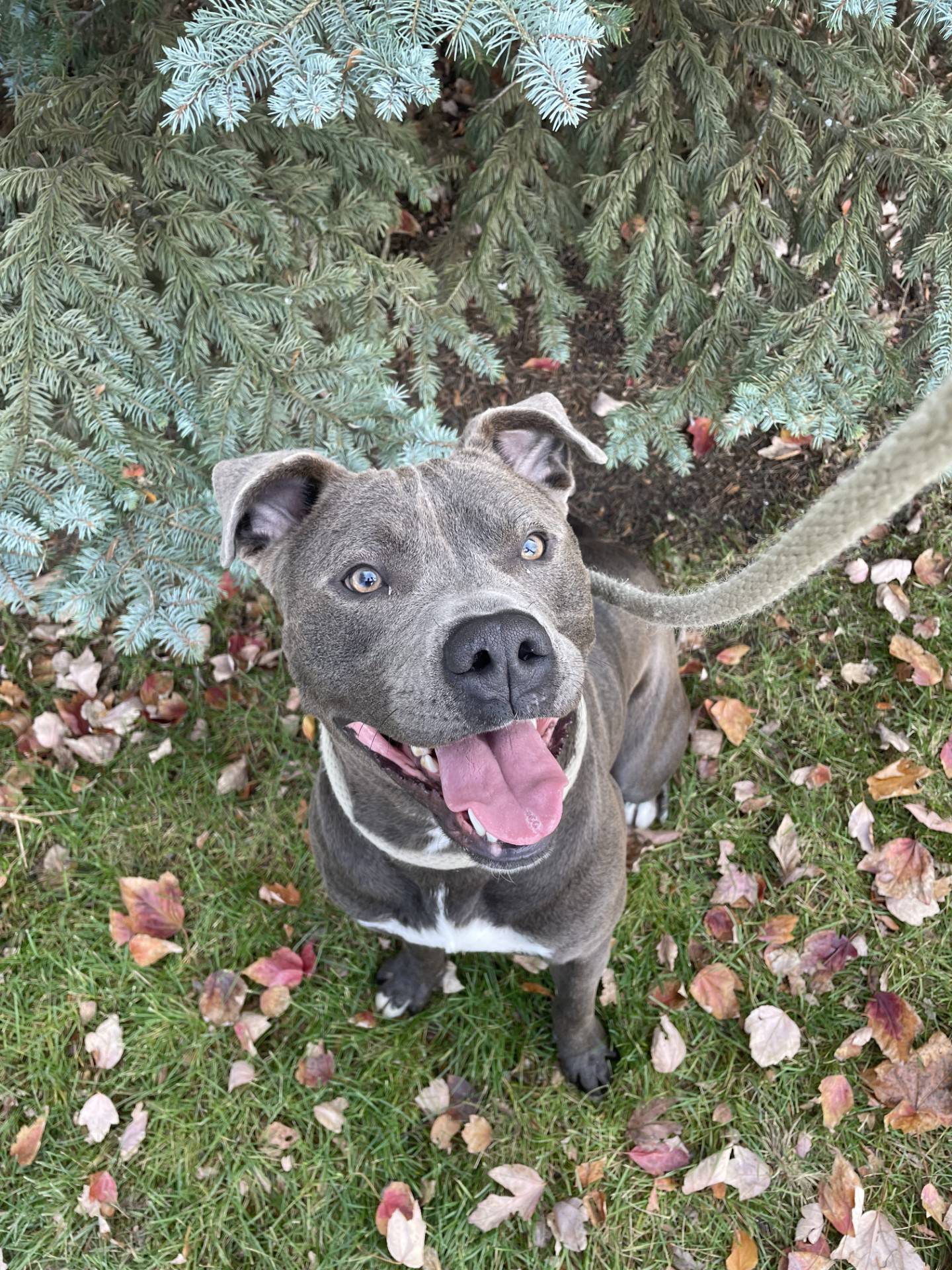 Tyson is a 3-year-old, 70-pound terrier mix with a huge heart. He loves to play and go on walks. Tyson is outgoing and likes to meet new people. He is also good with other dogs. He needs a home without cats.  To meet Tyson, email Dogadoption@nawsus.org. Visit nawsus.org.