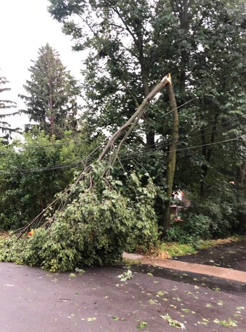 A tree in Fox River Grove is down following the storm that rolled through at about 4 p.m. Saturday, Aug. 16, 2025.