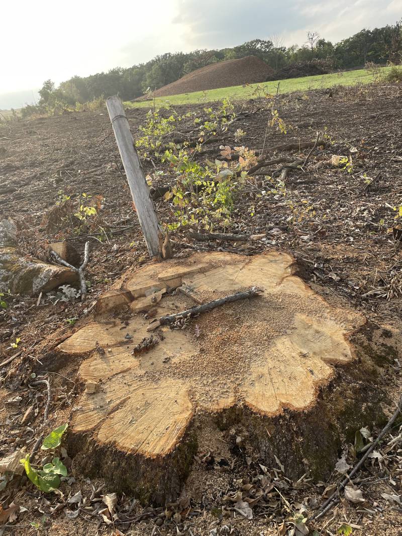 Drone footage shows area near Geneva that was clear-cut of old oaks that activists were trying to save.