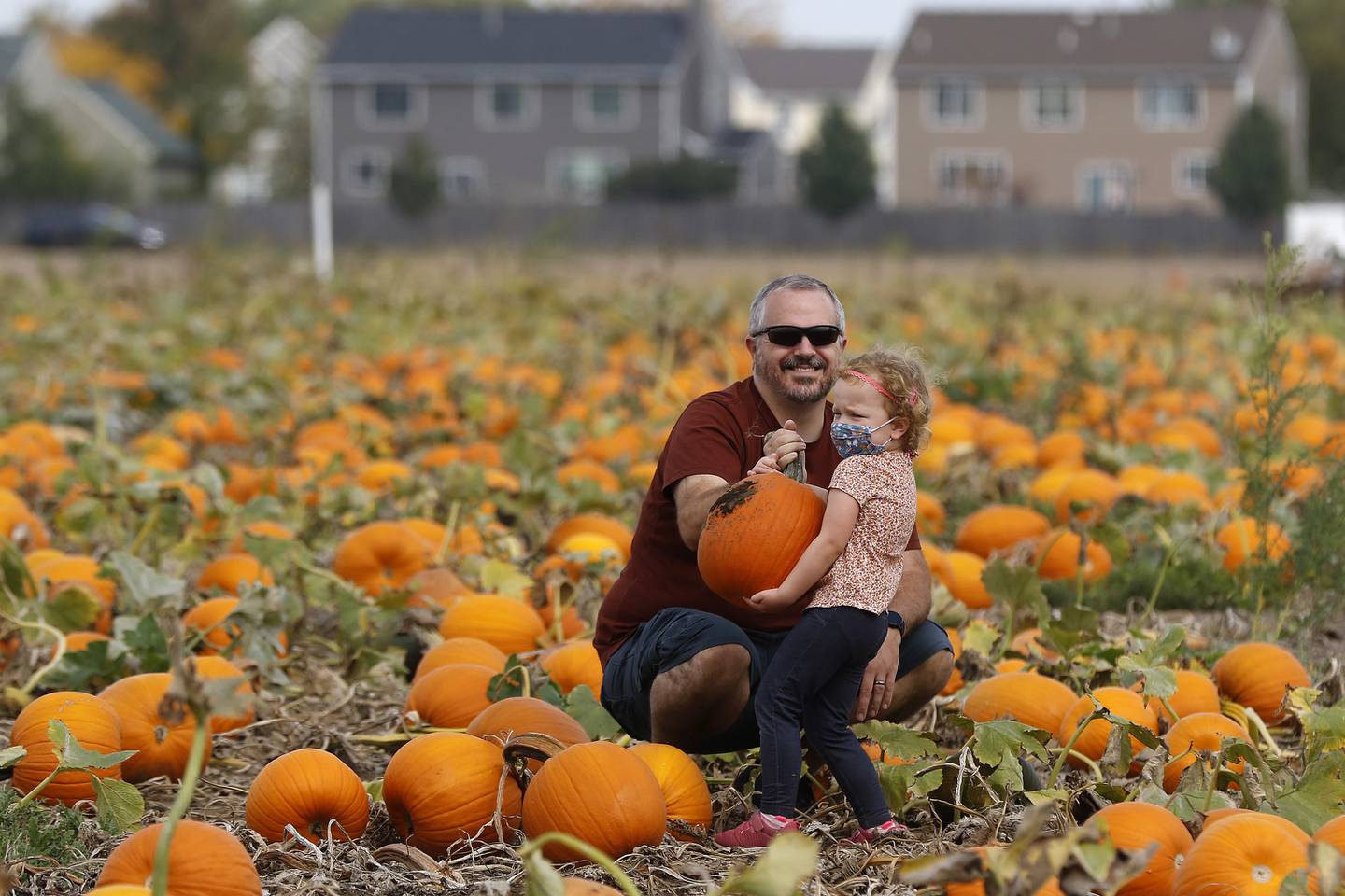 Patrick O'Connor, of Elgin, hands a large pumpkin over to daughter Ava, 4, at the u-pick pumpkin patch during the Fall on the Farm event at Tom's Market on Saturday, Oct. 2, 2021 in Huntley.  The month-long event began on Friday and will conclude Oct. 31.