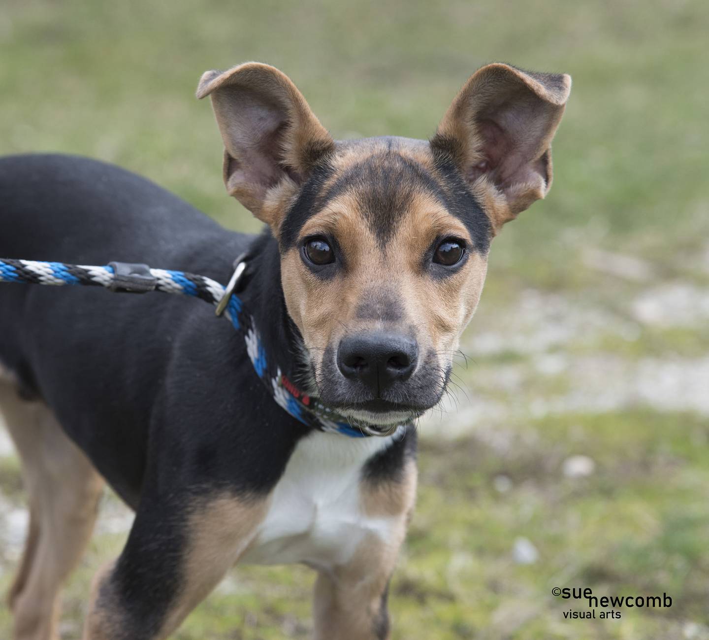 Elvis is an 18-month-old, sweet and spunky, Doberman/terrier mix. He has a lot of energy and will need an active and patient family to guide him through his puppy phase. Contact the Will County Humane Society at willcountyhumane.com and follow the instructions for the adoption process.