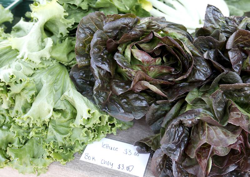 Lettuce for sale on Tuesday, June 20, 2023, from the Van Bergen’s Country Market booth during the  Summer Woodstock Farmers Market around the Historic Woodstock Square. People were able to shop from over 40 of their favorite farms & producers for in-season food fresh produce, dairy, meats, breads, baked goods, spices, herbs, pasta, flowers and more.