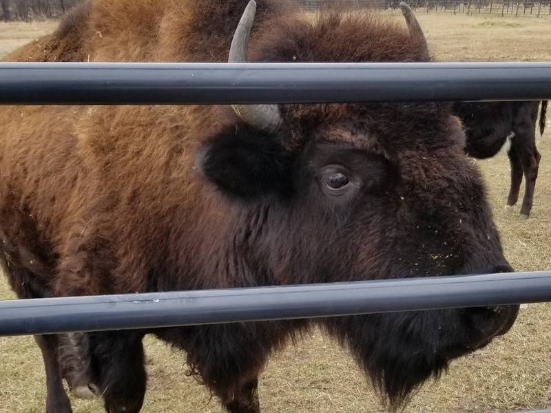 The bison photographed here is a resident of Milk & Honey Farmstead in Wauconda, but its cousin, nicknamed Tyson by the locals, escaped while en route to the farm back in September. The owners have been aware of the latter bison's location but the process of bringing them onto the farm is complicated, they said.