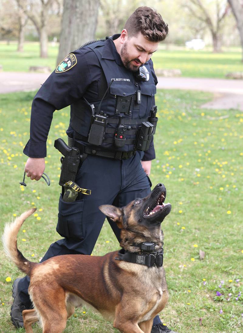 Sycamore Police K-9 officer Greyson Scott and his Belgian malinois Wes get some training in Thursday, April 18, 2024, at the Sycamore Forest Preserve.