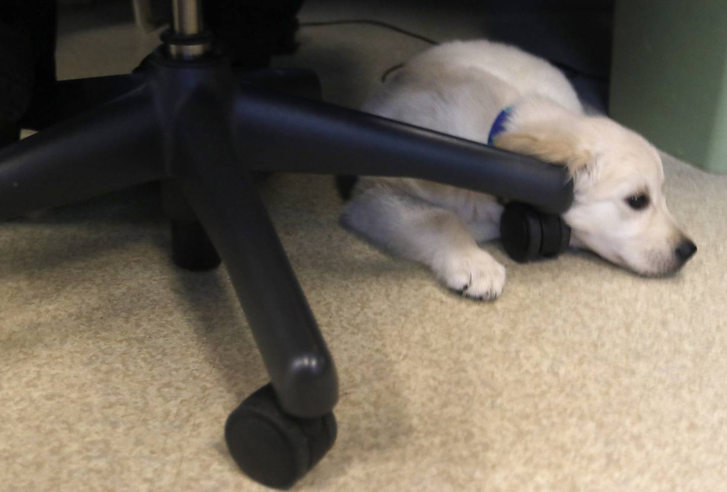 Oakley, the new McHenry Police Department therapy dog, lays under a dispatchers chair Thursday, August 4, 2022, at the police department in McHenry.