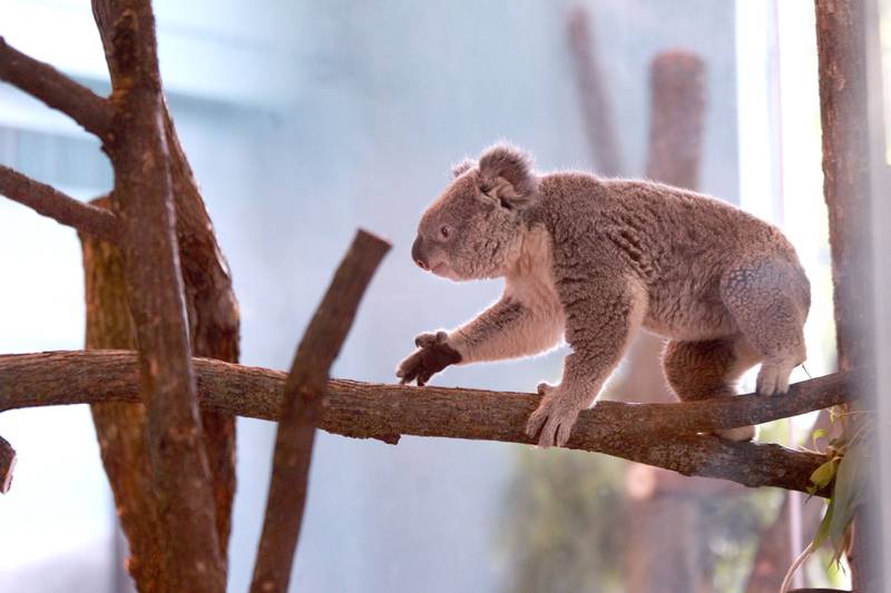 Brumby, one of two male koalas now at home at the Brookfield Zoo’s Hamill Family Play Zoo, makes his first public appearance on Tuesday, June 18, 2024.The koalas were born at the San Diego Zoo and brought to Brookfield Zoo June 10. Brumby, along with Willum, are the first koalas to take residence at the Brookfield Zoo in its 90-year history.