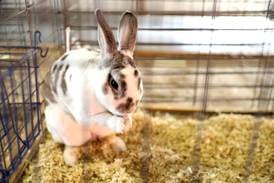 4-H rabbit workshop offers hands-on learning for Lee County youths