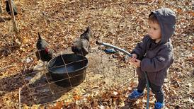 More Will County residents are raising chickens for eggs. But is it worth it?