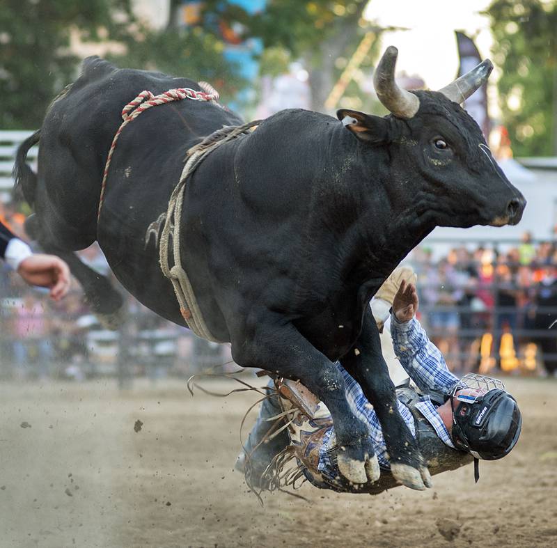 Braden Markell falls off his bull August 16, 2022 during action at the Whiteside County fair. The Next Level Pro Bull Riding tour made a stop Tuesday in Morrison.