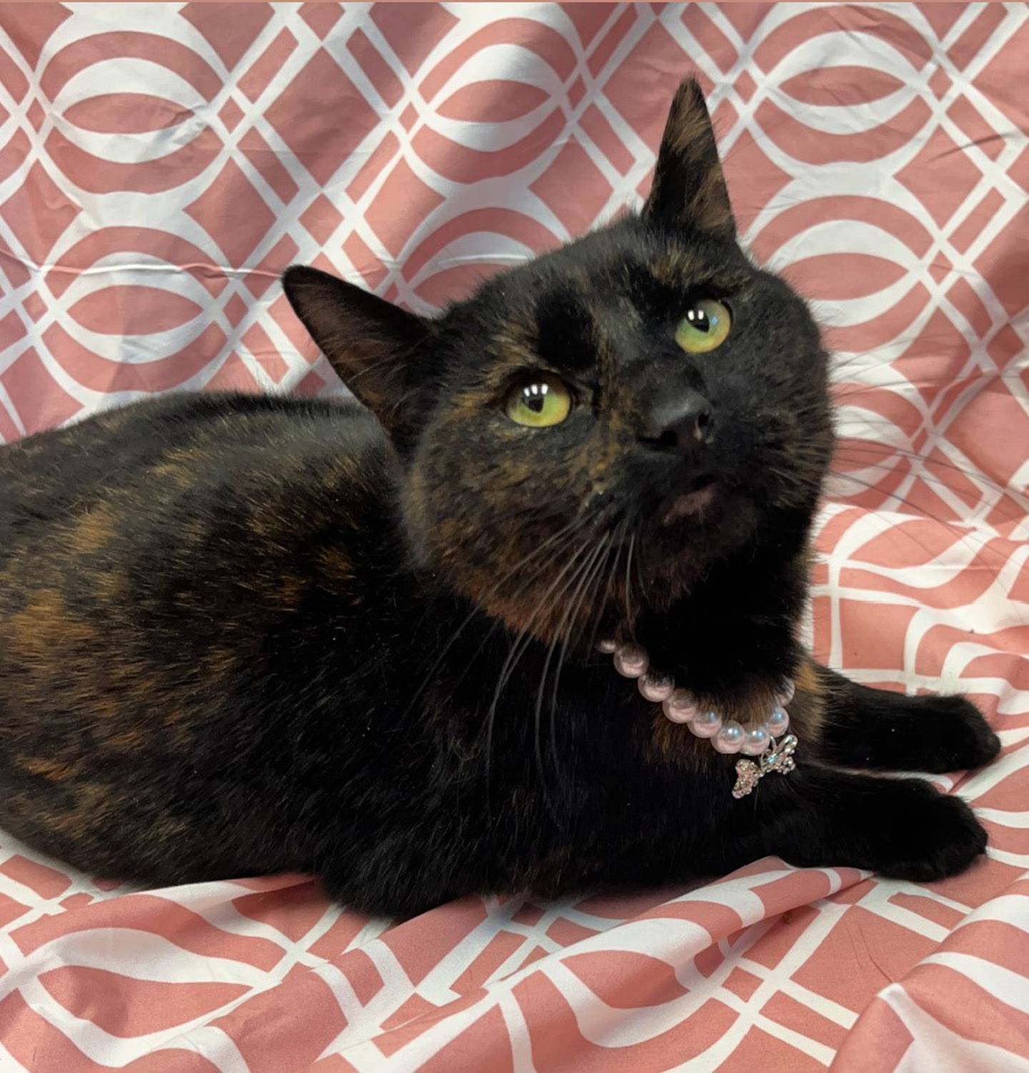 Irina is a 5-year-old tortie that is quiet and keeps to herself. She’s very independent and will usually keep herself occupied – but she doesn’t mind being someone’s little shadow. To meet Irina, call Joliet Township Animal Control at 815-725-0333.