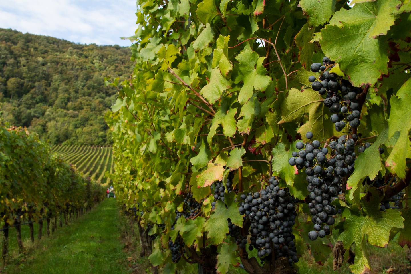 Carmenere grappolo  Uncorked Feb. 2025 - Italian wines