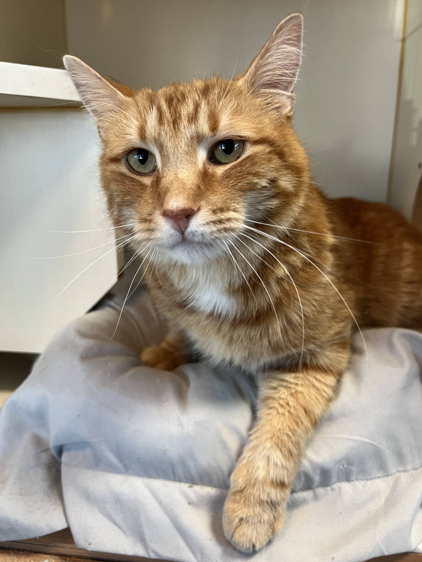 Pommes is a 5-year-old tabby that was rescued from a local animal control where he was at risk of euthanasia. He is calm, cool, collected and easy-going. He likes to sit back and watch all the activity around him. He loves attention and is so appreciative of gentle pets.  Pommes will be an affectionate and loyal companion. To meet Pommes, email Catadoptions@nawsus.org. Visit nawsus.org.