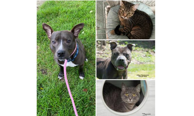 The Herald-News presents this week’s Pets of the Week. Read the description of each pet to find out about that pet, including where it can be adopted in Will County.