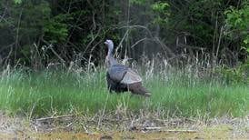 Illinois hunters harvest 882 turkeys during fall archery season