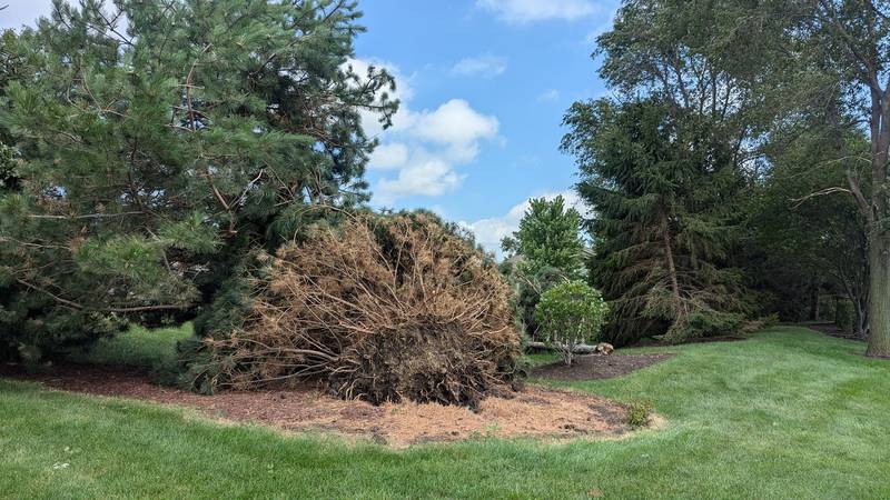 A pine tree lies near the entrance to  Carillon Lakes in Crest Hill. Tuesday, July 16, 2024, after Monday night's storm.