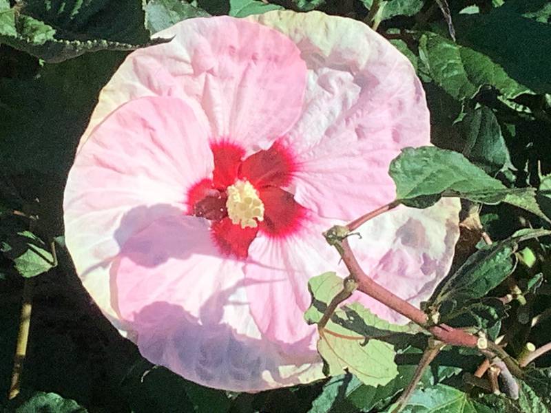 A flower at Rae's Garden at Spaulding Elementary School in Gurnee.