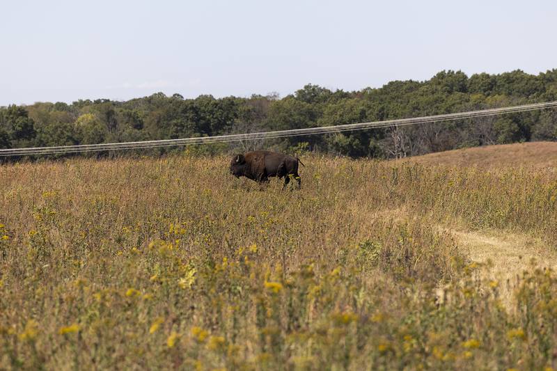 A lone bison is seen in the prairie at Nachusa Grasslands Saturday, Sept. 21, 2024, during their annual Autumn on the Prairie.
