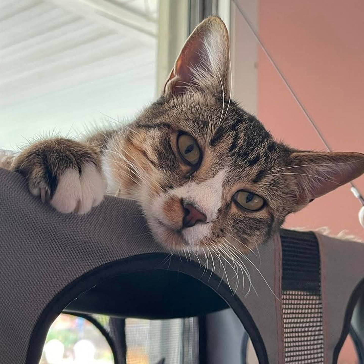 Aphelion is a high-energy, food-motivated, engaging, interactive cat. Aphelion thrives on stimulation and play, whether it’s playing fetch, zooming around the room, conquering a climbing wall, or flying over furniture and racing around. Aphelion is also very trainable and takes direction well. He also enjoys chilling in laps for snuggles and scritches. A home with a friendly cat or dog companion is ideal – he’s been around dogs and cats of all ages – and Aphelion respects cat boundaries. To meet Aphelion, visit ForgetMeNotRescue.com/adoptables.
