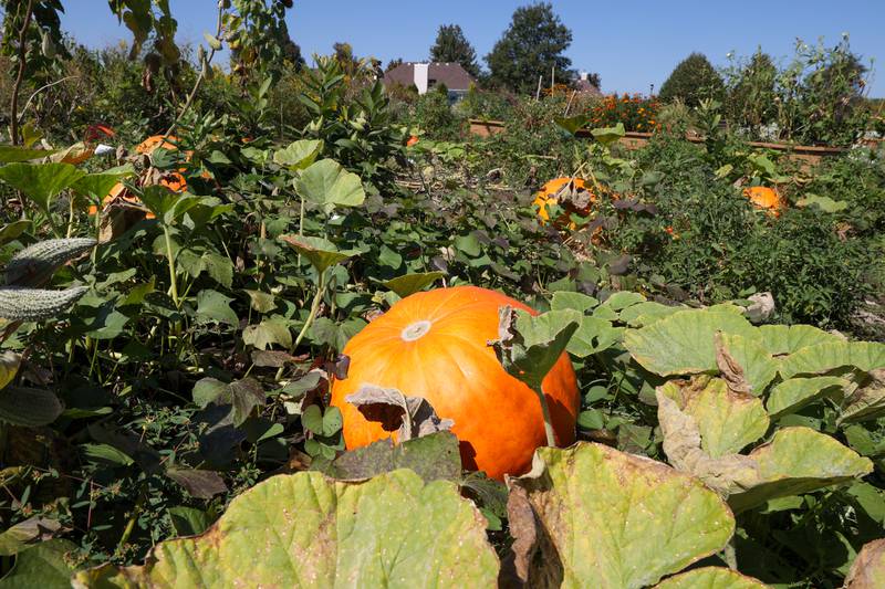 A large pumpkin thrives in the patch planted by Glenn Anderson, 95, a retired Kempton-area farmer, near his current residence at Riverside's Westwood Oaks Independent Living in Kankakee. Anderson grows the gourds for auction every three years to benefit the senior living community's garden club.
