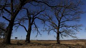 Land with McHenry County’s oldest trees – up to 400 years – acquired by Conservation District